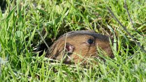 Critter